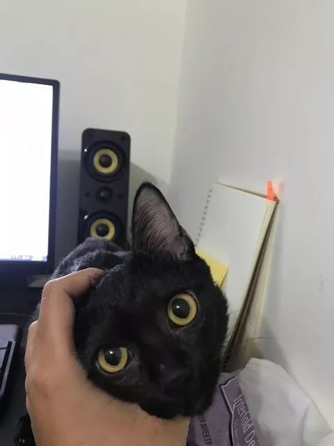 台湾一网友撸猫的时候，有了惊人的发现