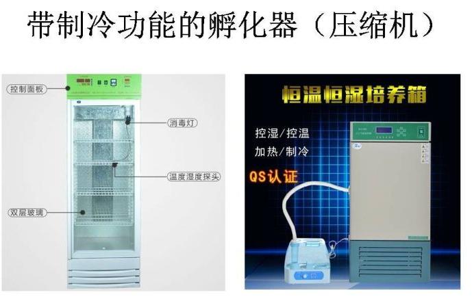 常见蛋龟的鉴别与繁育技巧,孵化器制作教程蛋龟
