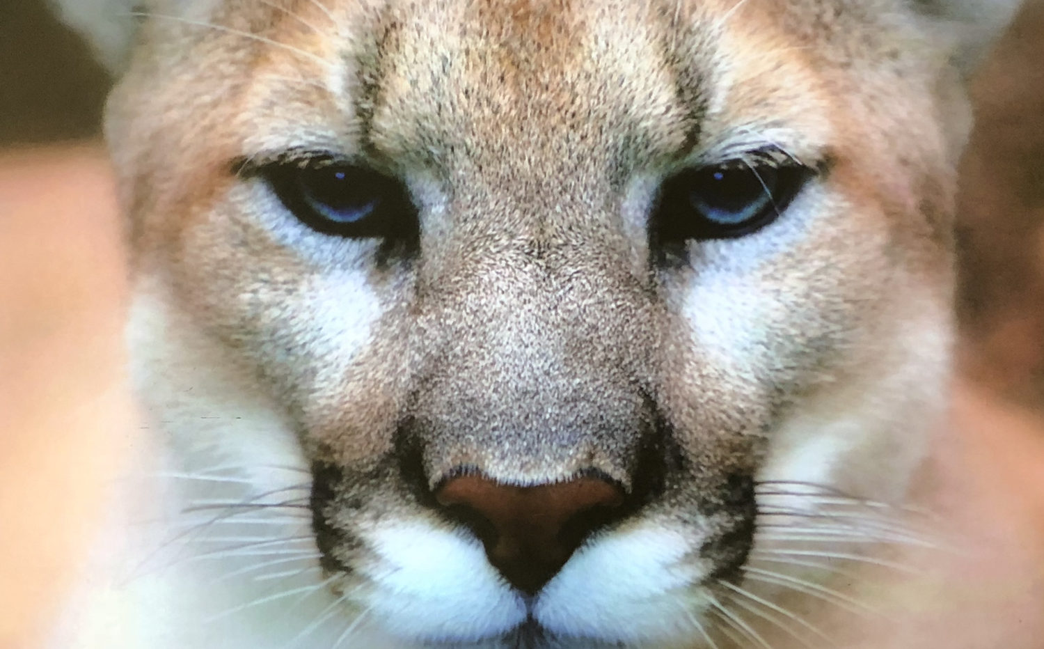 暴风max6无屏电视价格,打造家庭私人影院