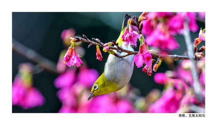 2018年鸟趣日历，太精美了，人手一份，值得收藏！