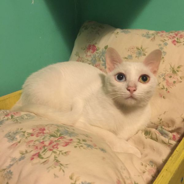 深圳有十几栋房子的90后女房东,90后女孩深圳租房