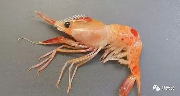 常见虾类区别图解,国内常见的虾类种类有哪些