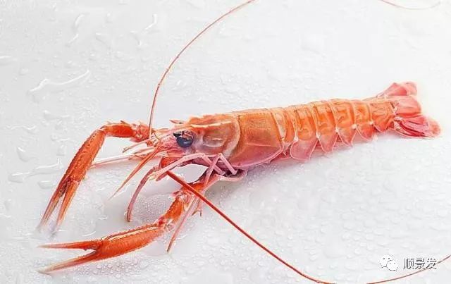 常见虾类区别图解,国内常见的虾类种类有哪些