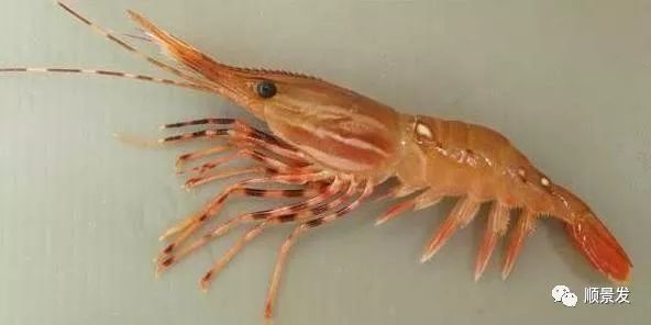 常见虾类区别图解,国内常见的虾类种类有哪些