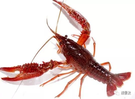 常见虾类区别图解,国内常见的虾类种类有哪些