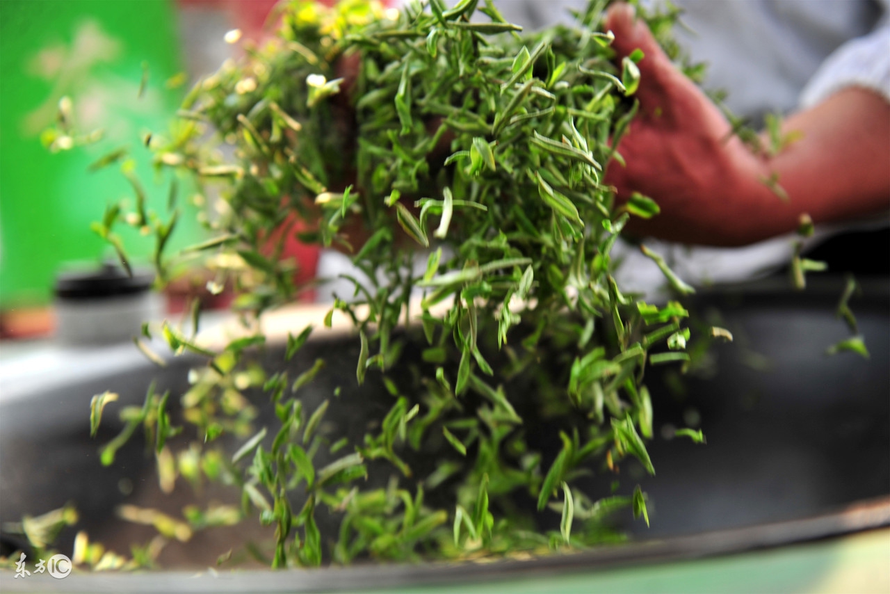 绿茶的杀青和干燥方法有什么不同,手工绿茶杀青怎样保留茶香