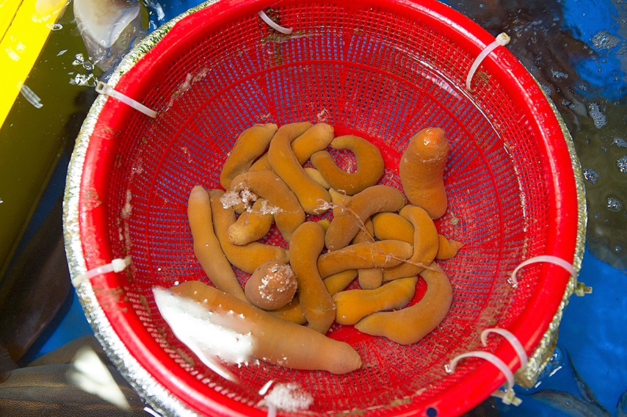 韩国女生街头小吃摆摊,广州韩国炸鸡摆地摊