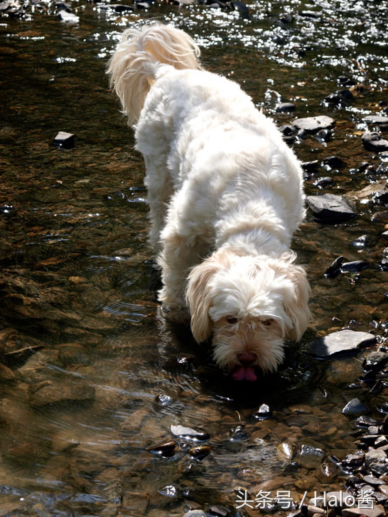 冬天养宠物狗注意事项,带狗狗出门注意事项