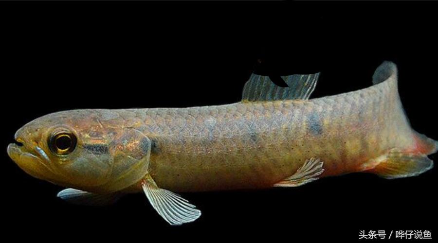 小心被它咬到手!盘点那些变成鱼缸宠物的凶猛河怪(第二季)