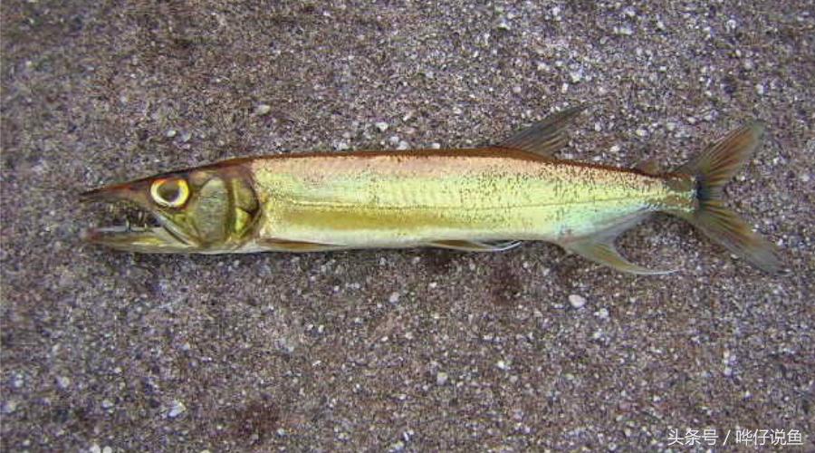 小心被它咬到手!盘点那些变成鱼缸宠物的凶猛河怪(第二季)