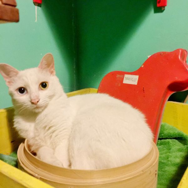 深圳有十几栋房子的90后女房东,90后女孩深圳租房