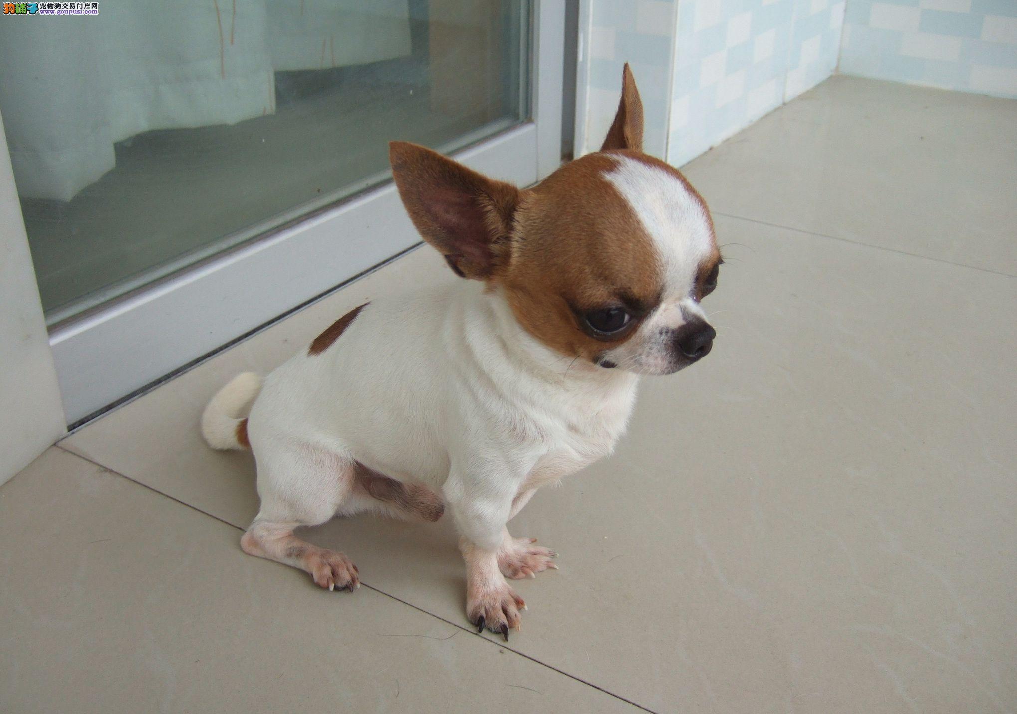 吉娃娃娇小可爱,吉娃娃小长腿