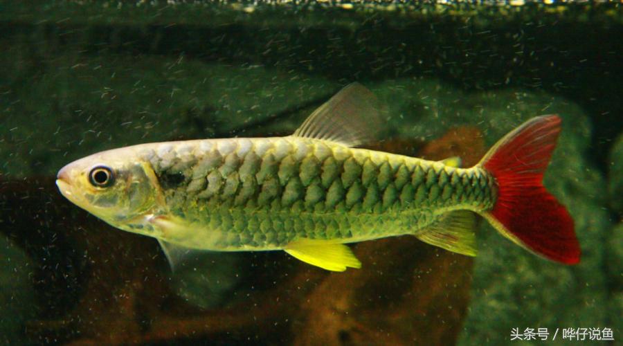 小心被它咬到手!盘点那些变成鱼缸宠物的凶猛河怪(第二季)