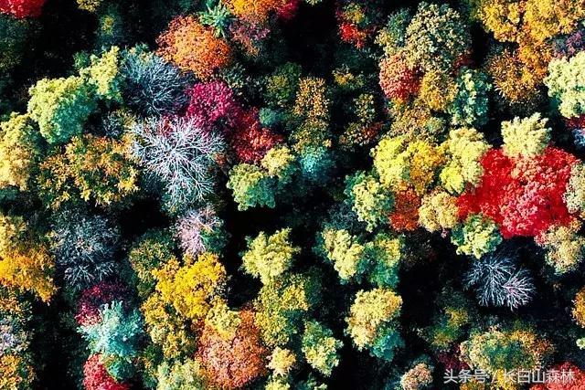 白山市老四季,长白山冬景