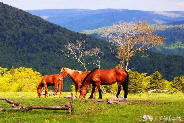 白山市老四季,长白山冬景