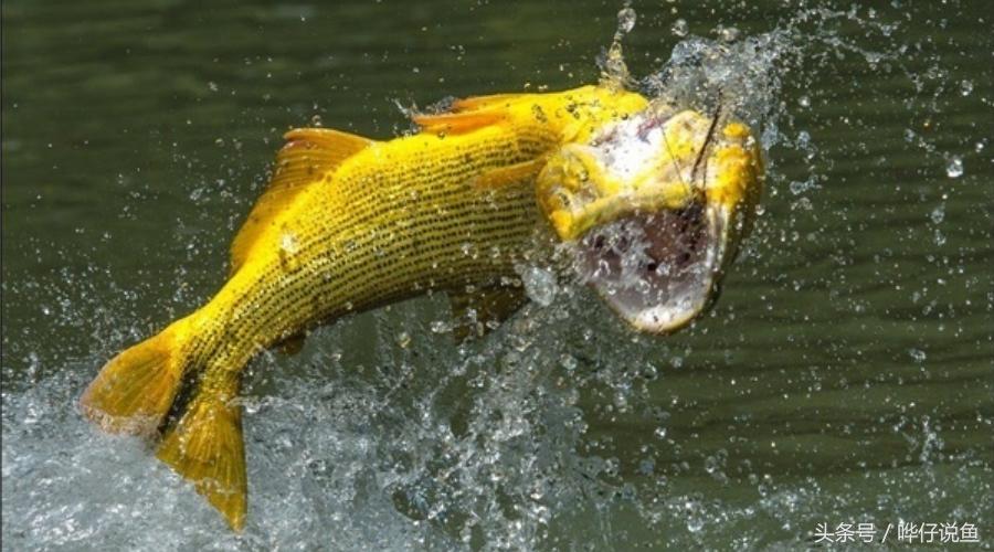 小心被它咬到手!盘点那些变成鱼缸宠物的凶猛河怪(第二季)