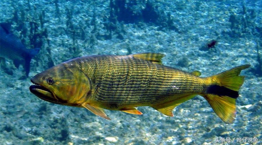 小心被它咬到手!盘点那些变成鱼缸宠物的凶猛河怪(第二季)