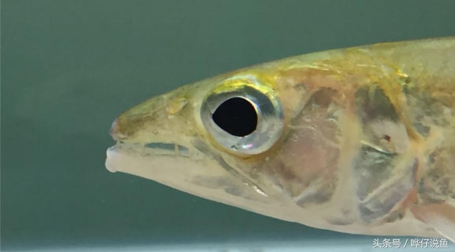 小心被它咬到手!盘点那些变成鱼缸宠物的凶猛河怪(第二季)