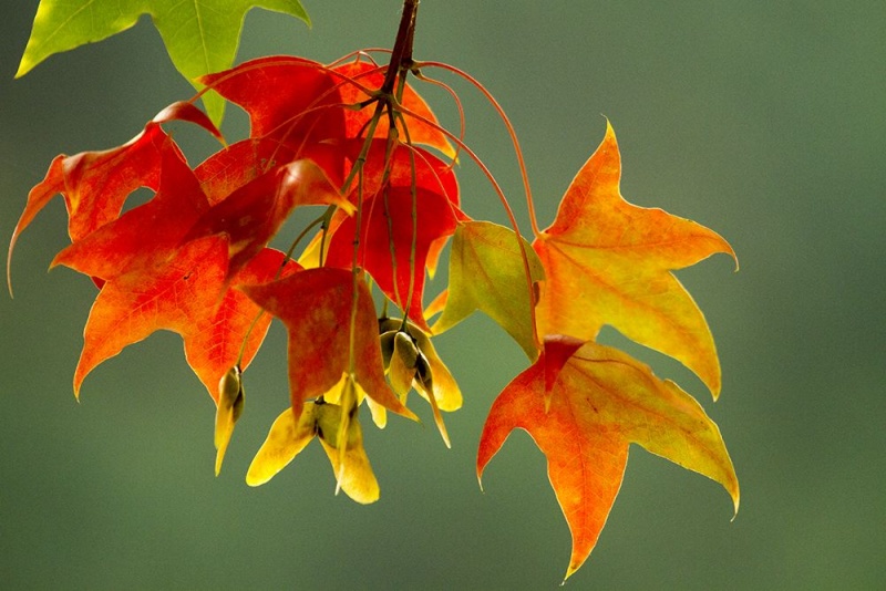 潮白河怪兽,潮白怪兽开箱