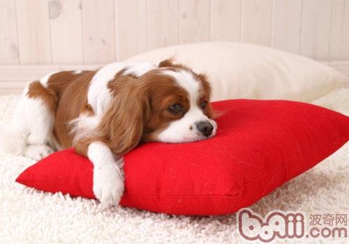 狗急了也跳墙,狗急了要跳墙了要怎么回怼