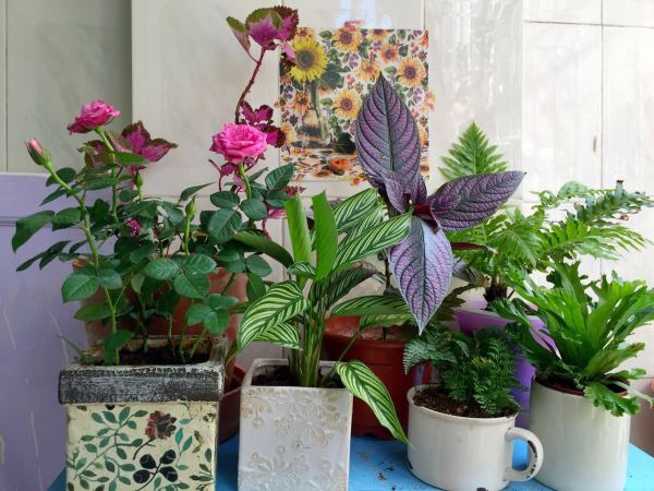 深圳有十几栋房子的90后女房东,90后女孩深圳租房