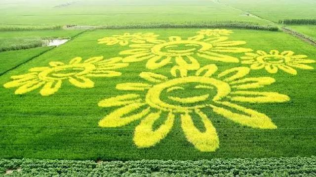 手把手教你创意农业,千万别小看创意农业