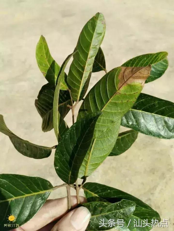 潮汕的水果有哪几种,潮汕特色野果是什么水果