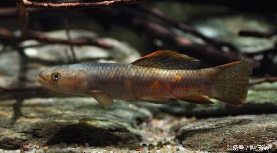 小心被它咬到手!盘点那些变成鱼缸宠物的凶猛河怪(第二季)