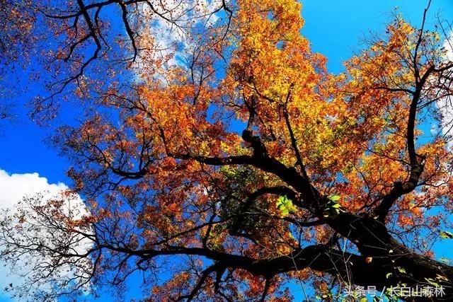 白山市老四季,长白山冬景