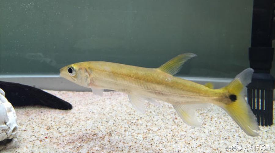 小心被它咬到手!盘点那些变成鱼缸宠物的凶猛河怪(第二季)