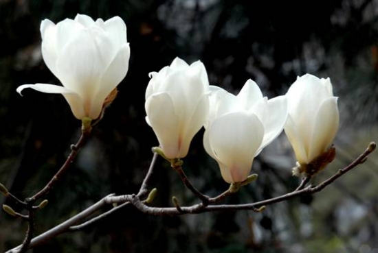 白玉兰洁白孤傲,白玉兰是玉兰中的极品吗