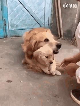 同样是麻麻,哈士奇和金毛的差距怎么这么大呢?