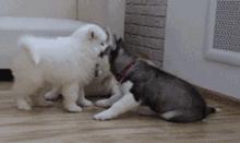 同样是麻麻,哈士奇和金毛的差距怎么这么大呢?