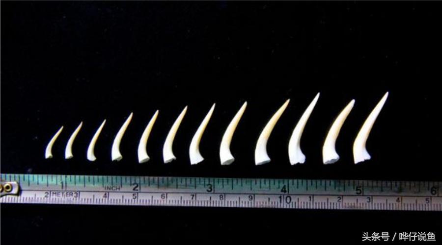 小心被它咬到手!盘点那些变成鱼缸宠物的凶猛河怪(第二季)