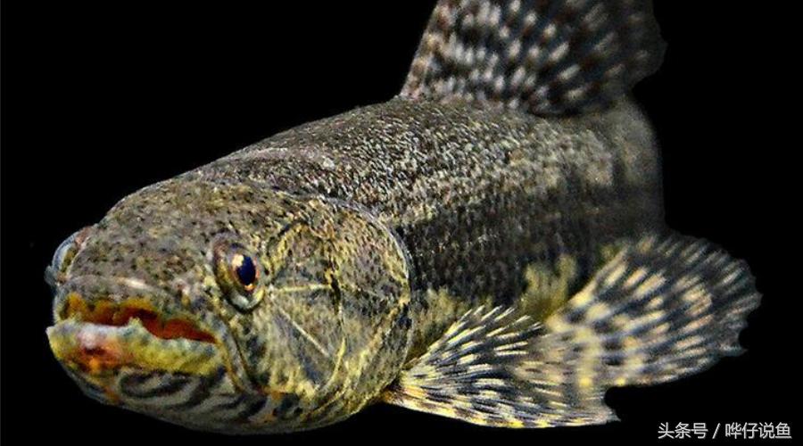 小心被它咬到手!盘点那些变成鱼缸宠物的凶猛河怪(第二季)