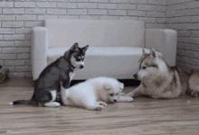 同样是麻麻,哈士奇和金毛的差距怎么这么大呢?