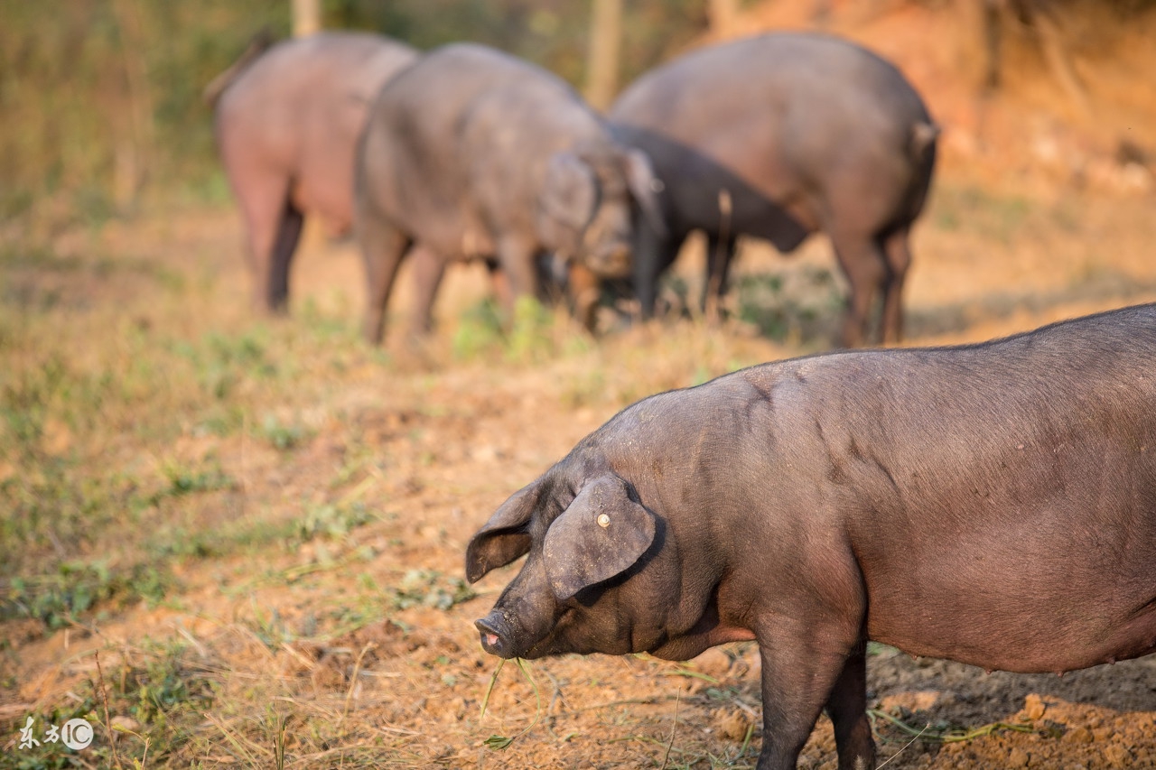 猪口蹄疫发病新特点及其防控要点,如何防控猪口蹄疫症状