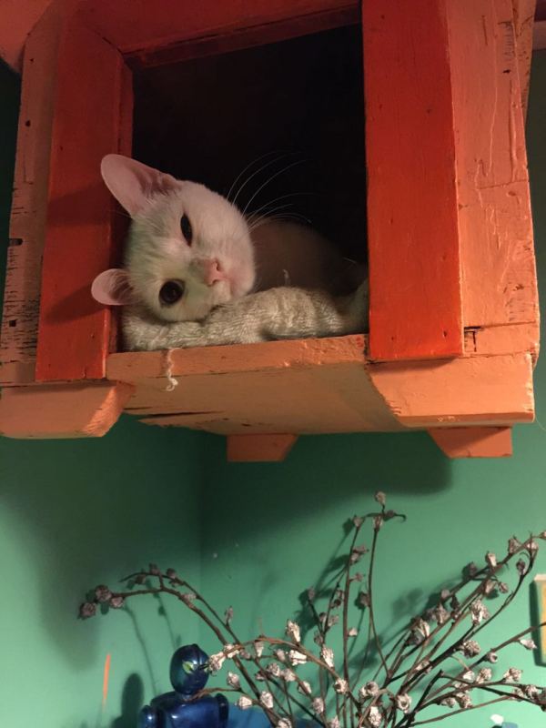 深圳有十几栋房子的90后女房东,90后女孩深圳租房