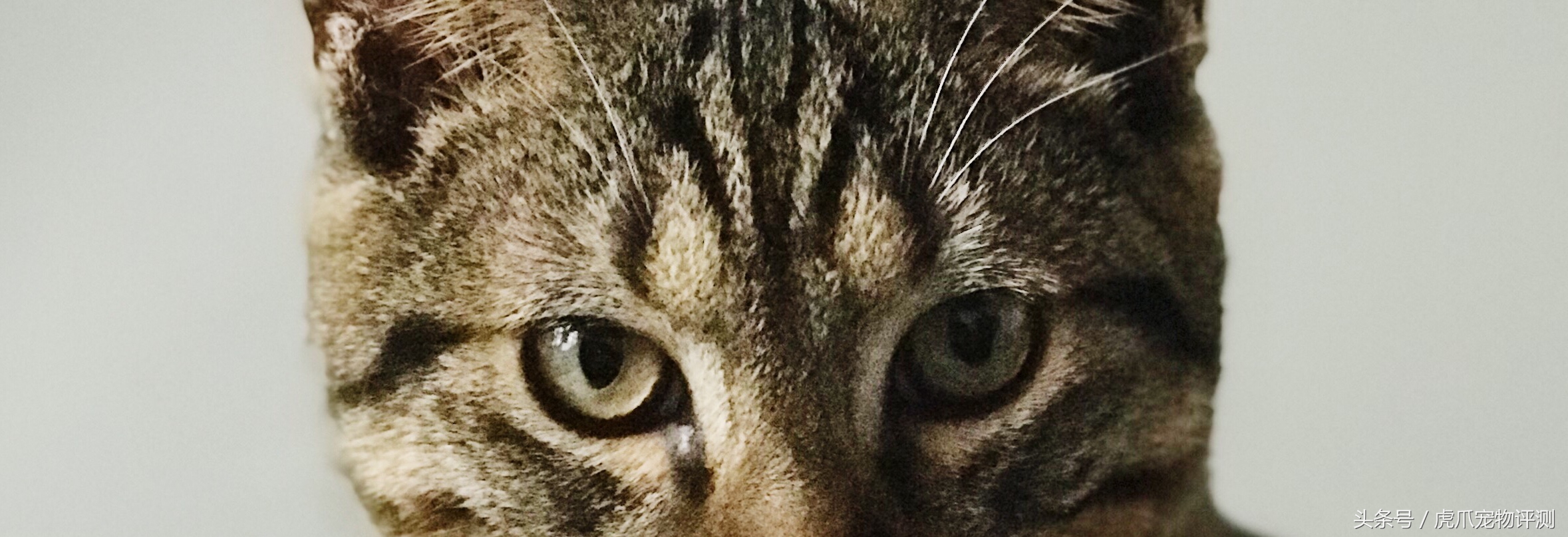 皇家猫粮测评翻车,皇家猫粮幼猫猫粮真实测评