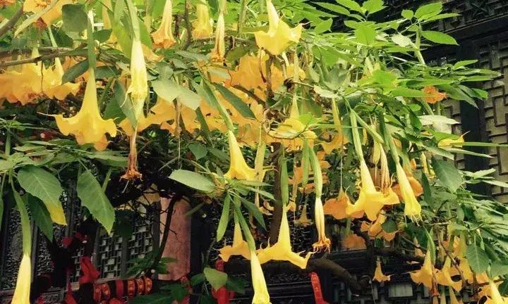 汗蒙药是什么,汗蒙药是啥