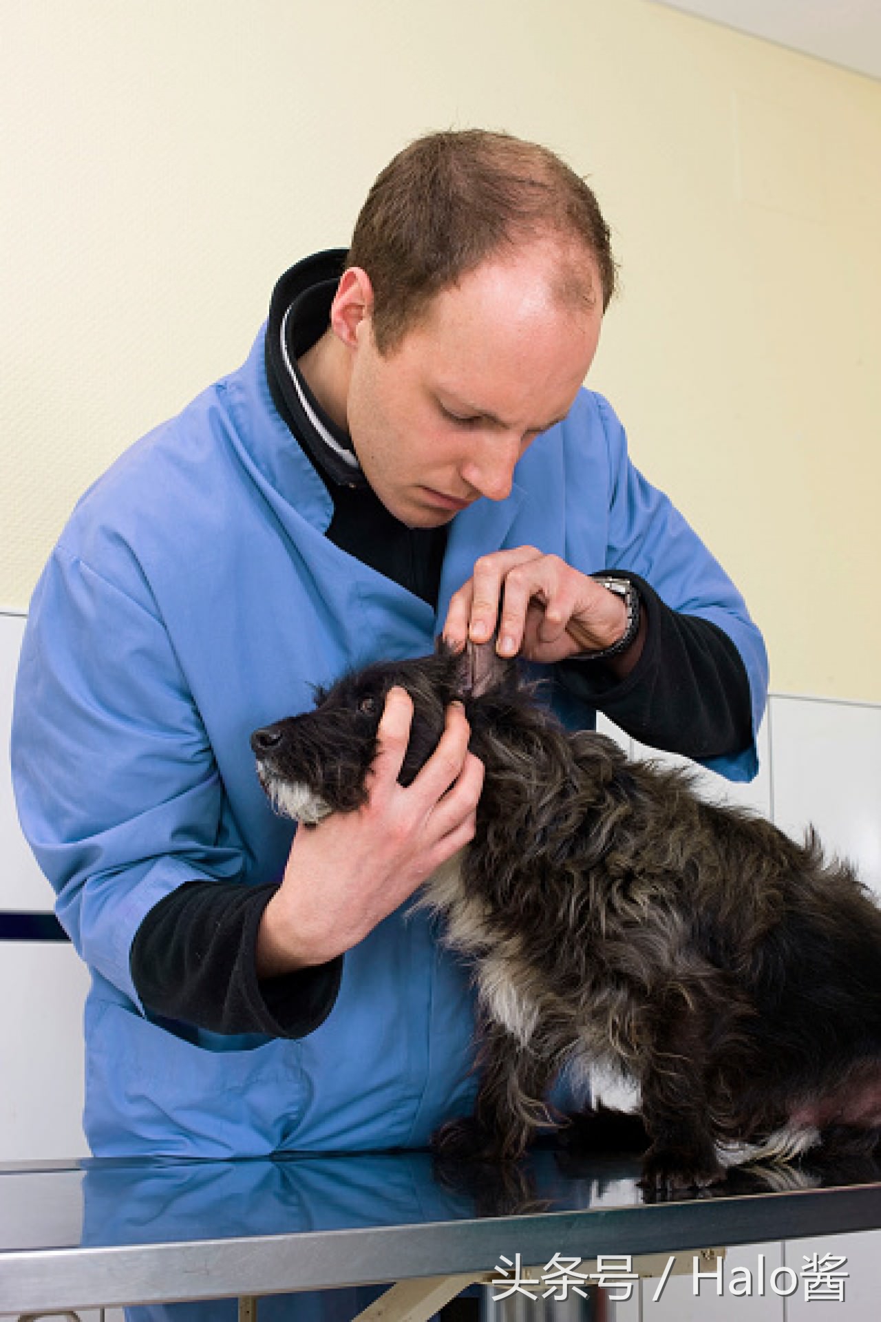 冬天养宠物狗注意事项,带狗狗出门注意事项