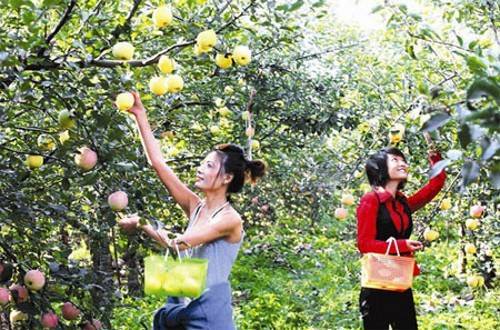 手把手教你创意农业,千万别小看创意农业