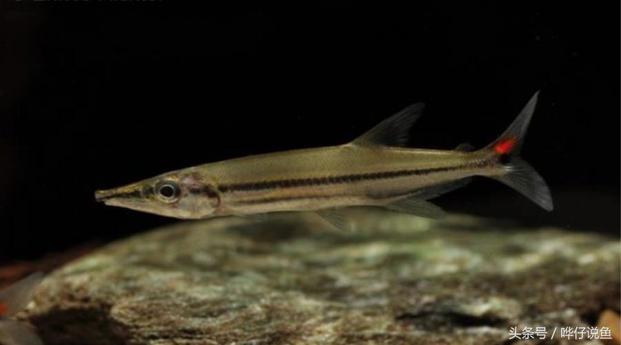 小心被它咬到手!盘点那些变成鱼缸宠物的凶猛河怪(第二季)