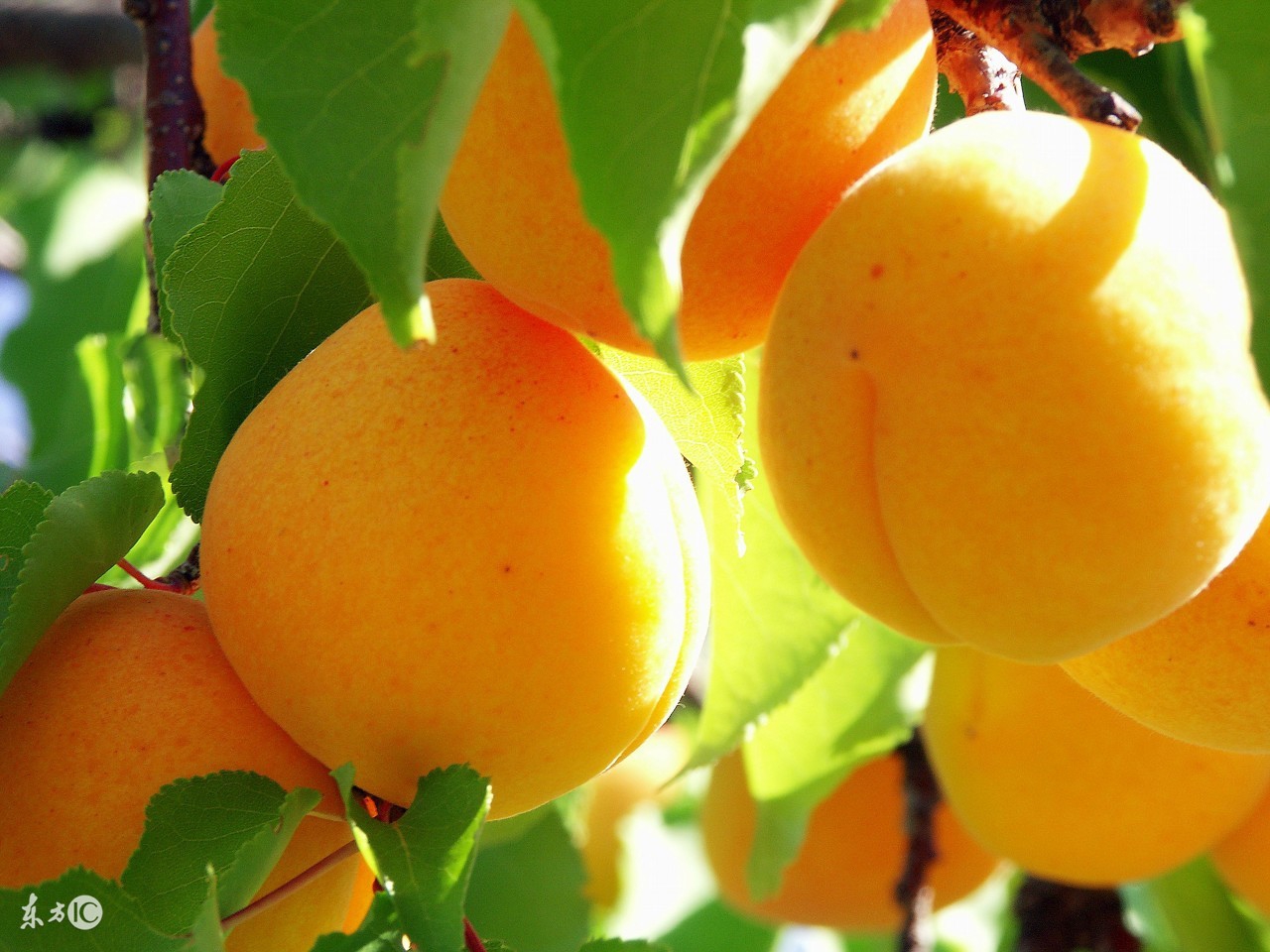 什么水果去火化痰止咳,止咳化痰的水果做法