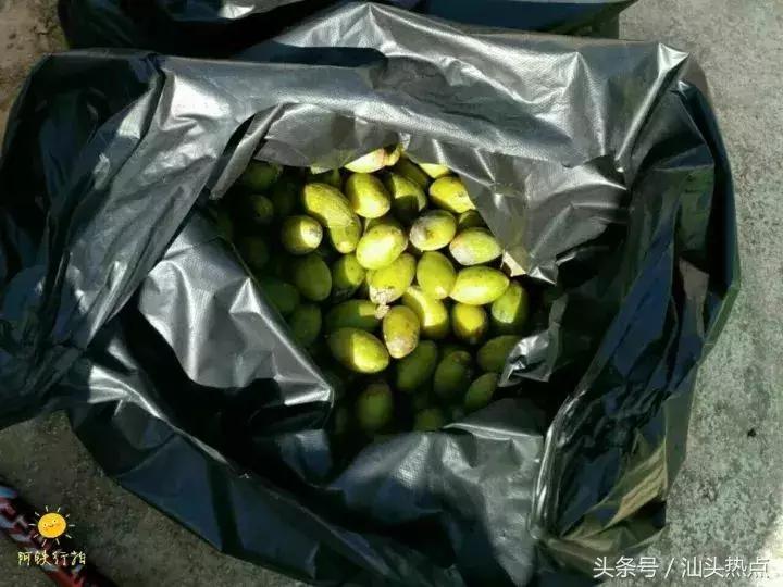 潮汕的水果有哪几种,潮汕特色野果是什么水果