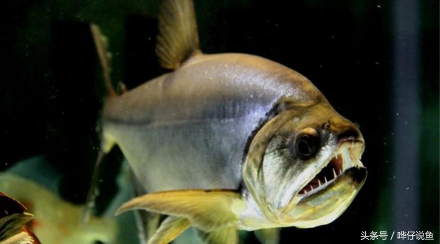 小心被它咬到手!盘点那些变成鱼缸宠物的凶猛河怪(第二季)