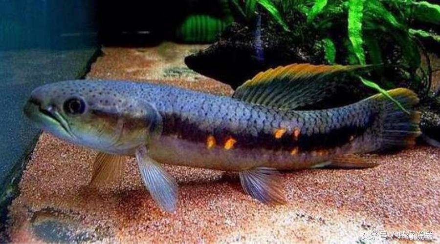 小心被它咬到手!盘点那些变成鱼缸宠物的凶猛河怪(第二季)