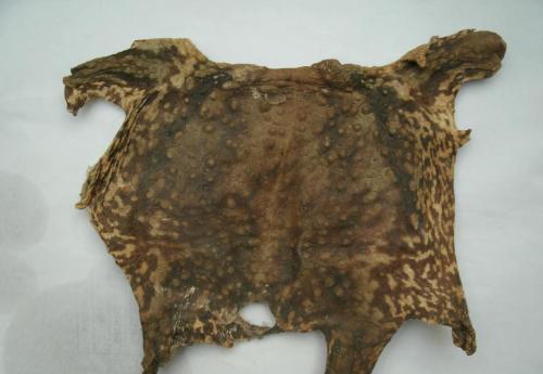 牛黄药材有哪些,中药的蝉蜕治什么病