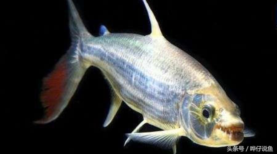 小心被它咬到手!盘点那些变成鱼缸宠物的凶猛河怪(第二季)