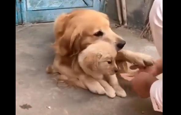 同样是麻麻,哈士奇和金毛的差距怎么这么大呢?